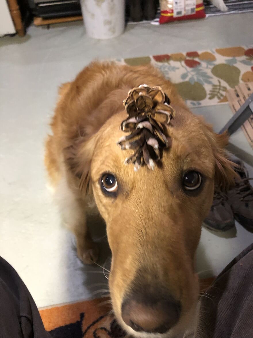 Life Adventures With Sugar, My 10-Year-Old Golden Retriever, Along The Menominee River (15 Pics)