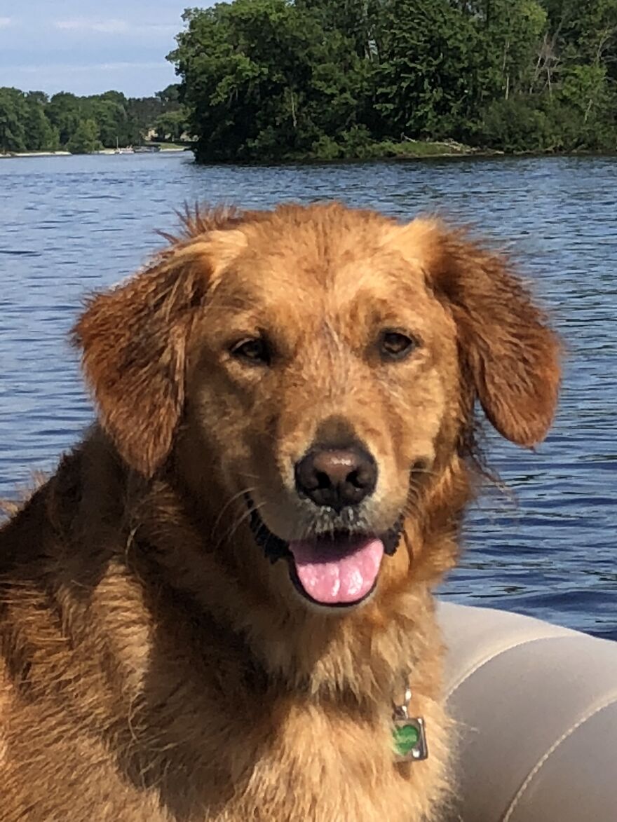 Life Adventures With Sugar, My 10-Year-Old Golden Retriever, Along The Menominee River (15 Pics)
