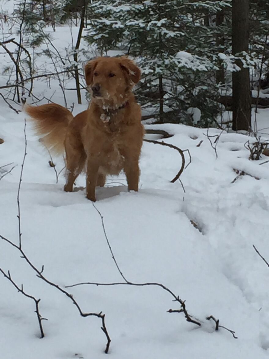 Life Adventures With Sugar, My 10-Year-Old Golden Retriever, Along The Menominee River (15 Pics)