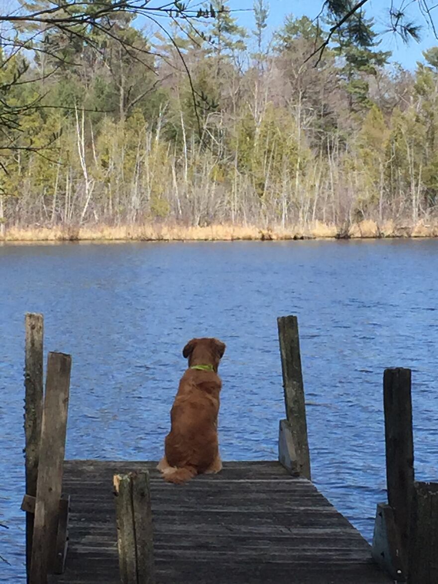 Life Adventures With Sugar, My 10-Year-Old Golden Retriever, Along The Menominee River (15 Pics)