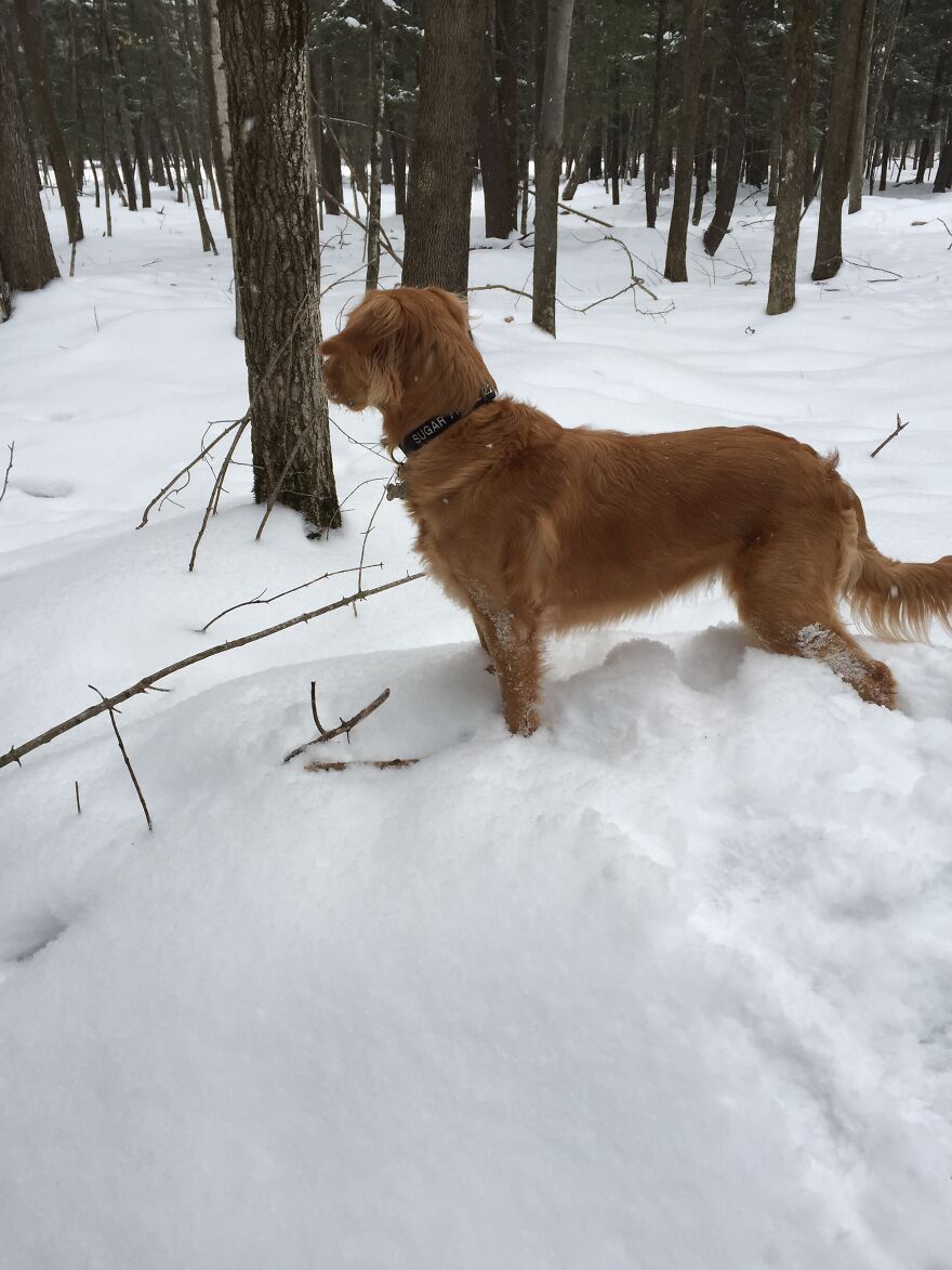 Life Adventures With Sugar, My 10-Year-Old Golden Retriever, Along The Menominee River (15 Pics)