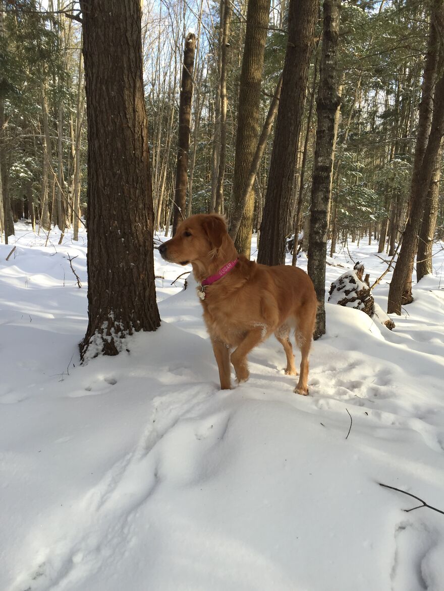 Life Adventures With Sugar, My 10-Year-Old Golden Retriever, Along The Menominee River (15 Pics)