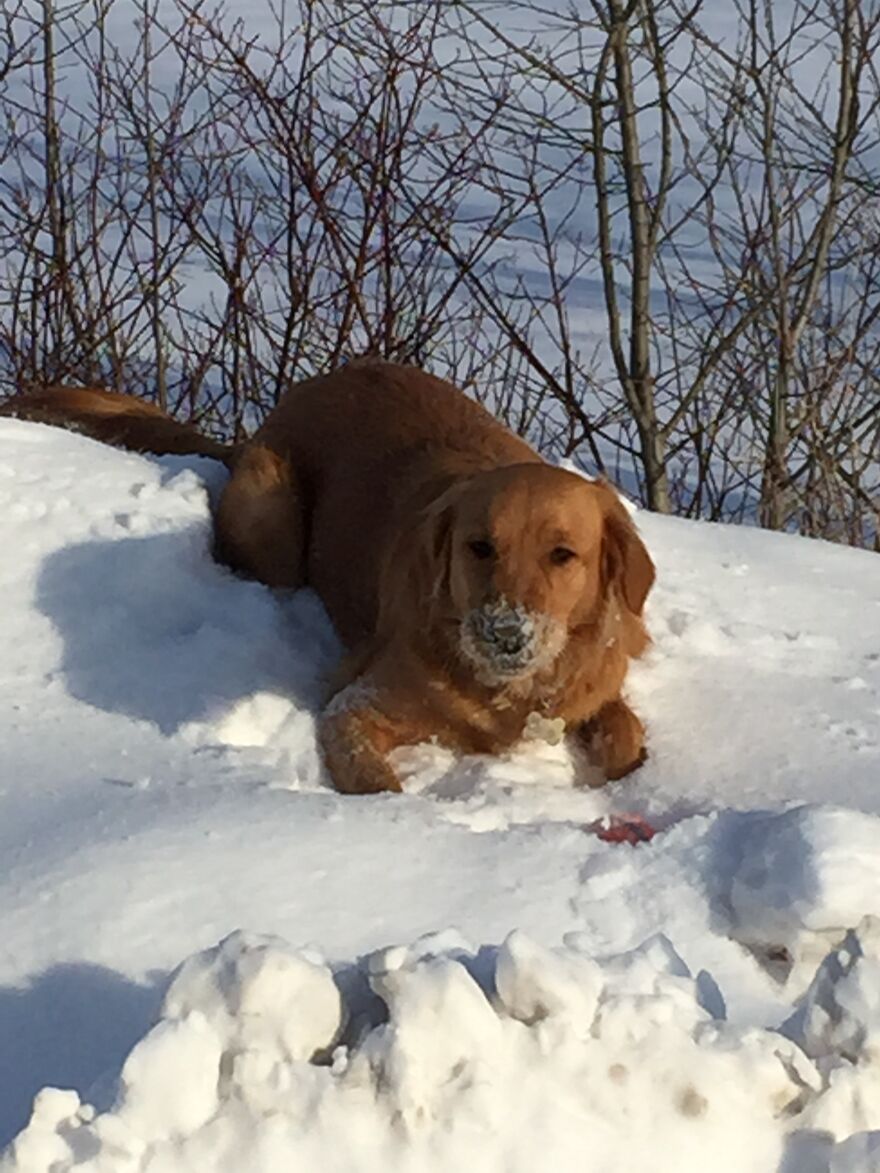 Life Adventures With Sugar, My 10-Year-Old Golden Retriever, Along The Menominee River (15 Pics)