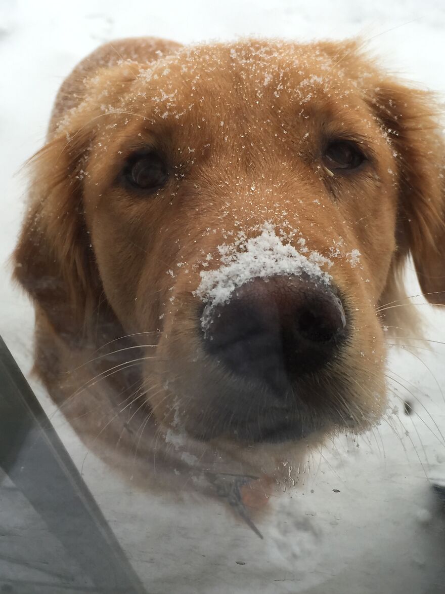 Life Adventures With Sugar, My 10-Year-Old Golden Retriever, Along The Menominee River (15 Pics)