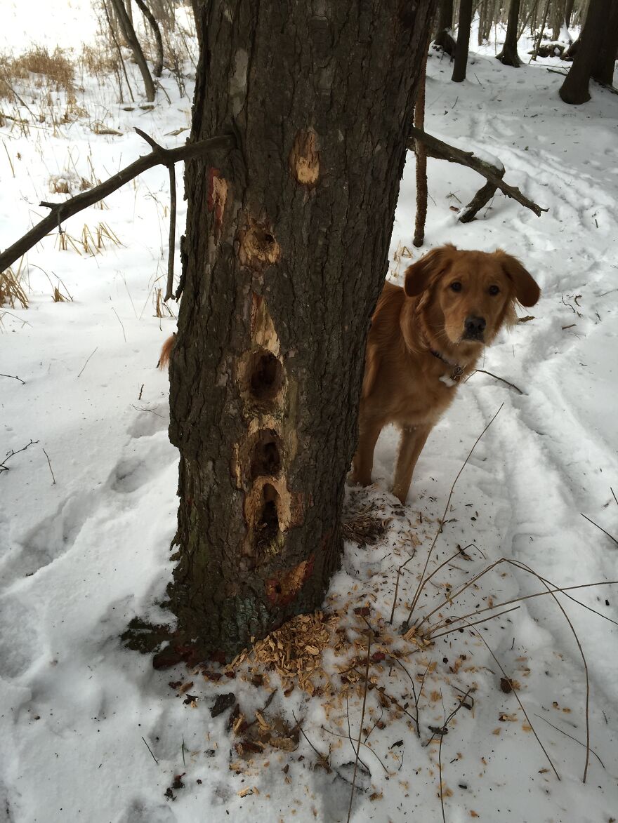 Life Adventures With Sugar, My 10-Year-Old Golden Retriever, Along The Menominee River (15 Pics)