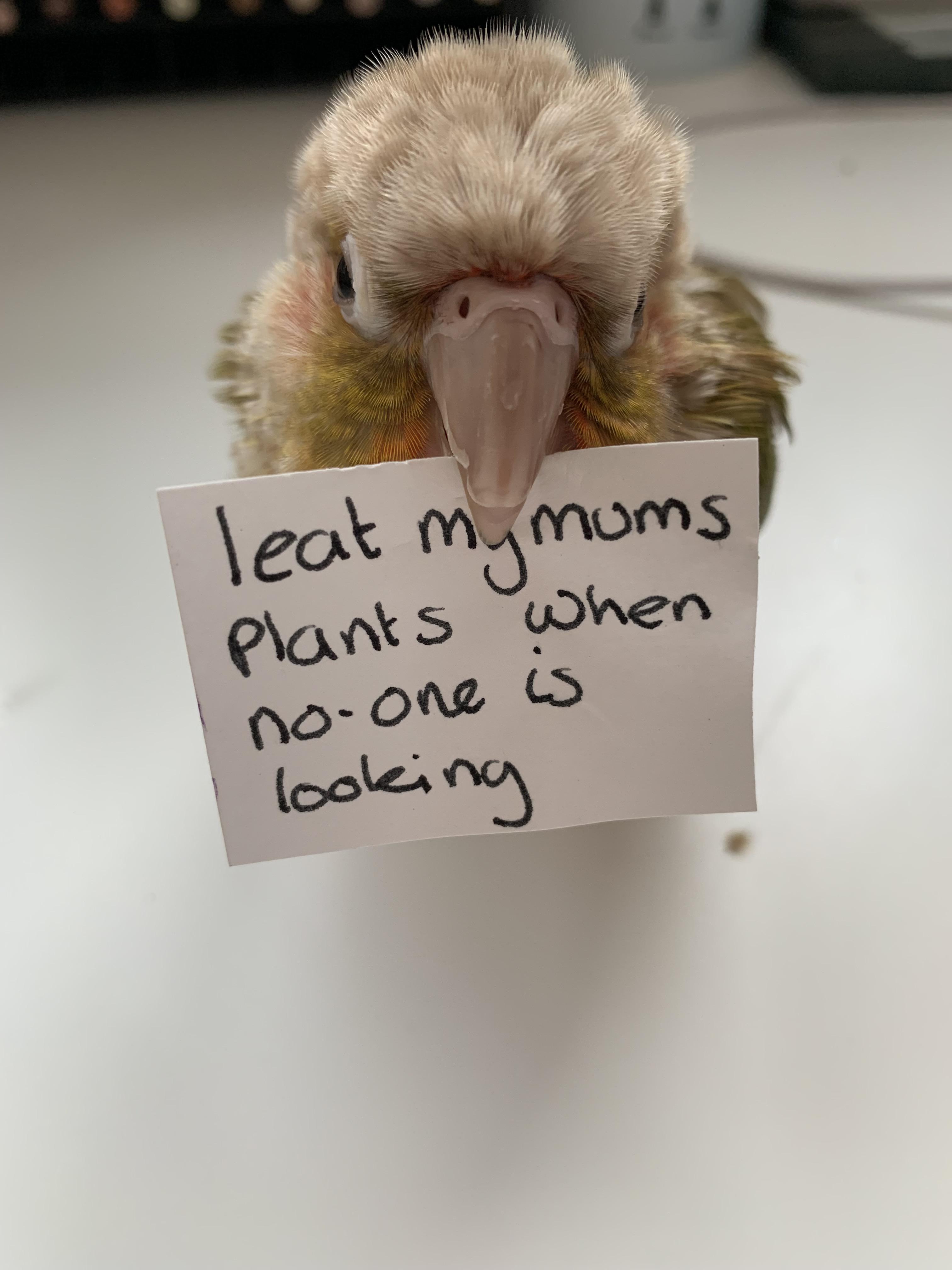 Bird Shaming