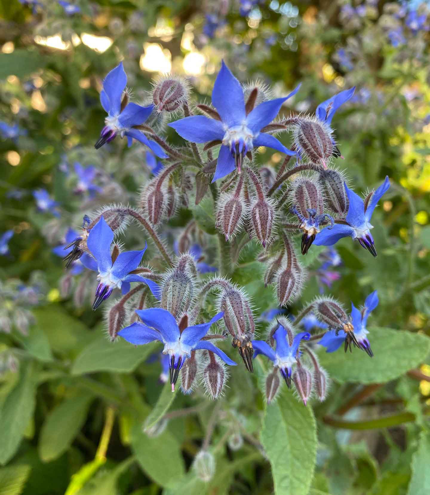 Borage (Borago officinalis) blooming Borage (Borago officinalis) blooming
