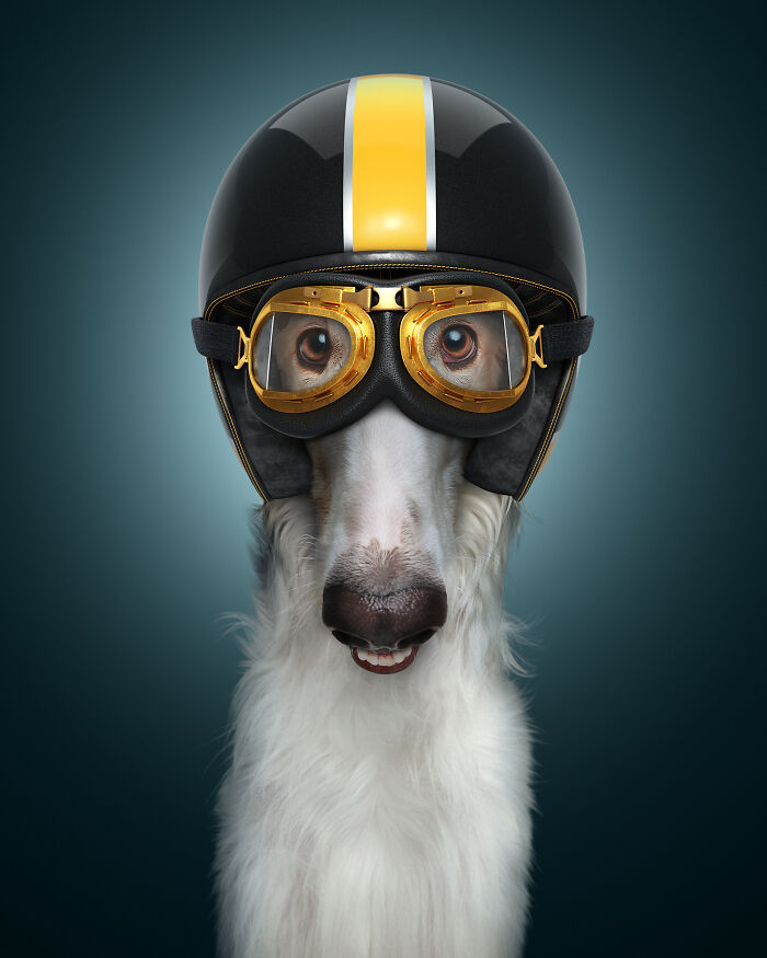 A photograph of a dog with a helmet