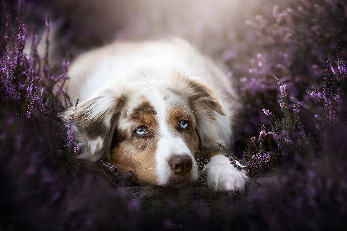Australian Shepherd Bowie Lying Between The Heather