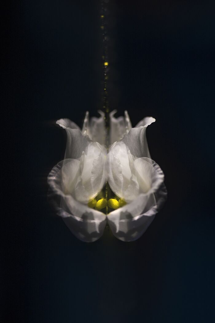 "Flowers Of The Future" By Jovita Ambrazaityte