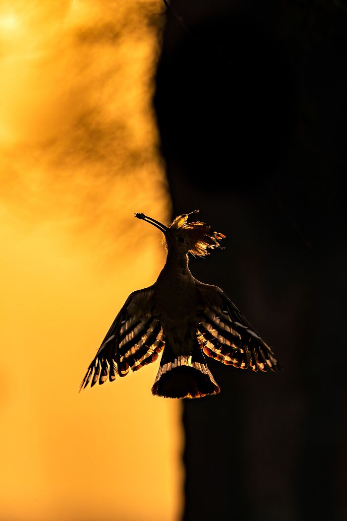 "Dawn's Whispers: Graceful Hoopoe Silhouette At Sunrise" By Hermis Haridas