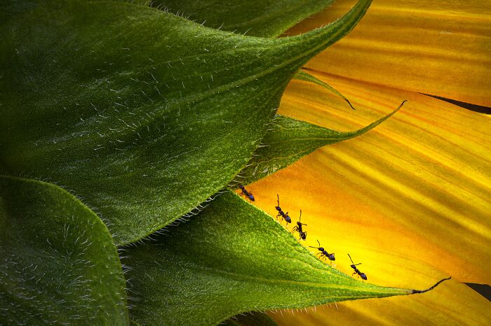 "The Commute Home" By Mr. Janis Miglavs