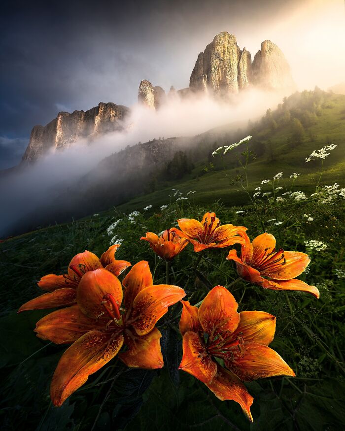 "Fire Lily" By William Preite