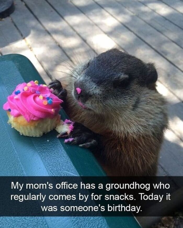 Animals-Doing-Things-Memes-Pics