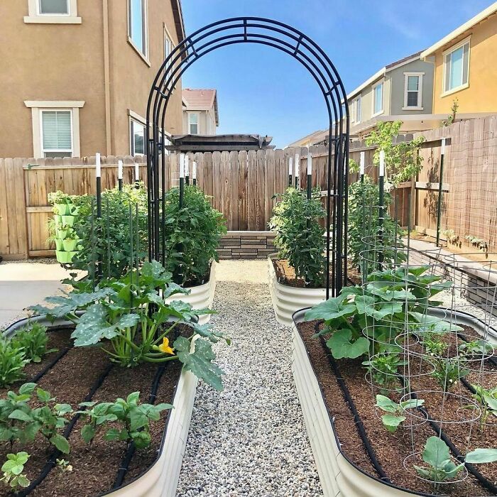 Four flower beds with growing plants and a black metal arch creating a chic backyard outdoor garden space.