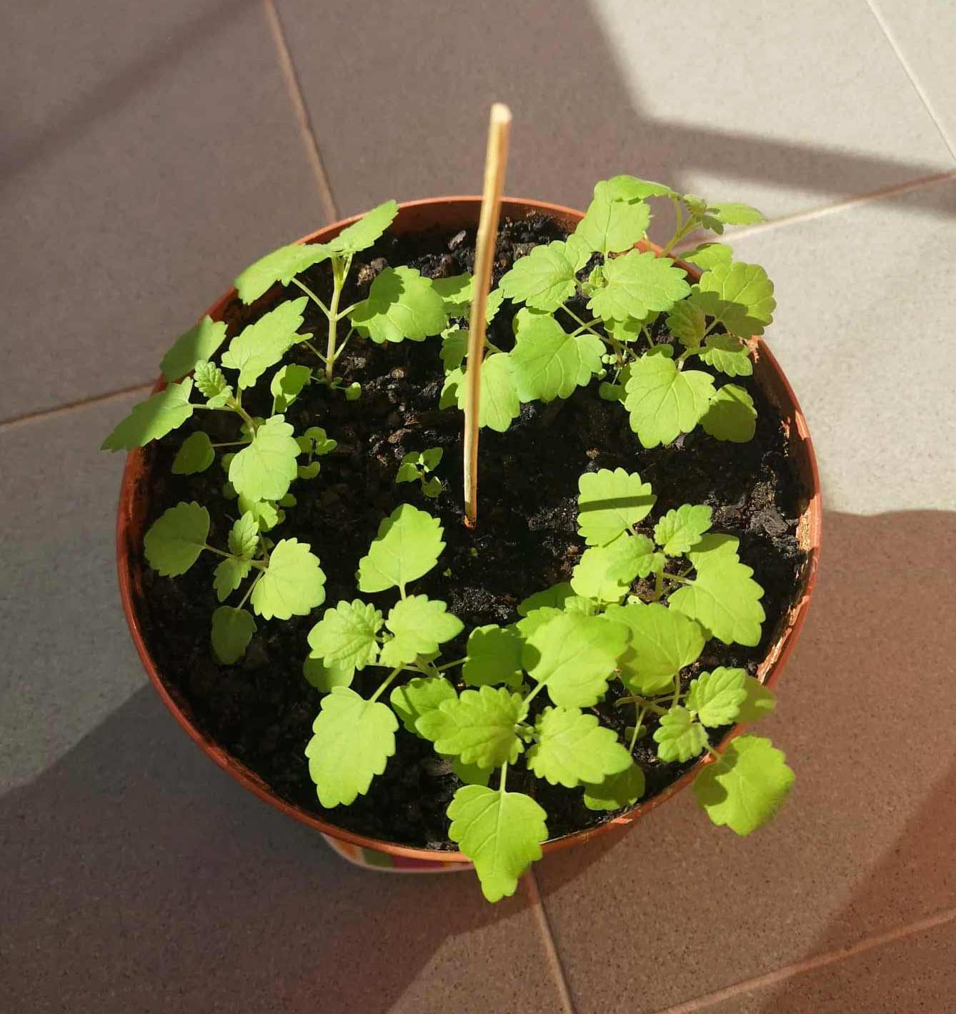 Catnip (Nepeta cataria) plant in a pot Catnip (Nepeta cataria) plant in a pot