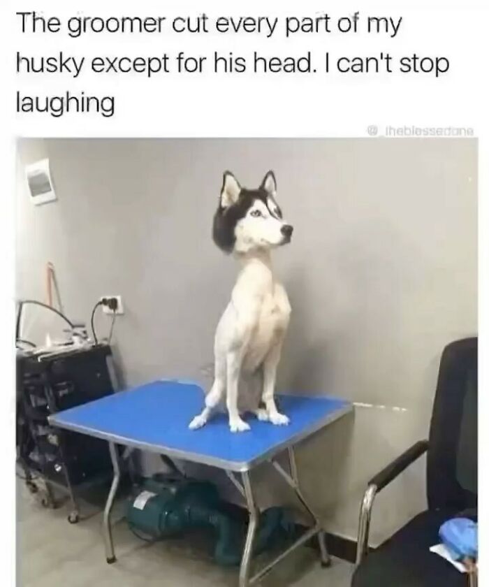 Funny-Posts-Memes-Jokes