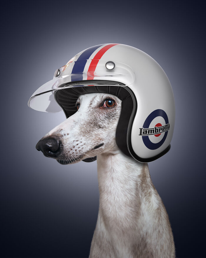 A photograph of a dog with a helmet