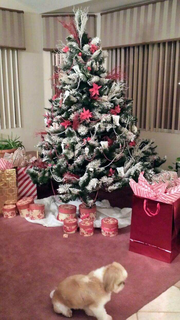 I Love Our Tree. We Have Had It For Over 30 Years