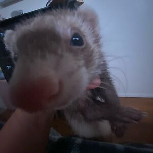 angelinawaldehm avatar