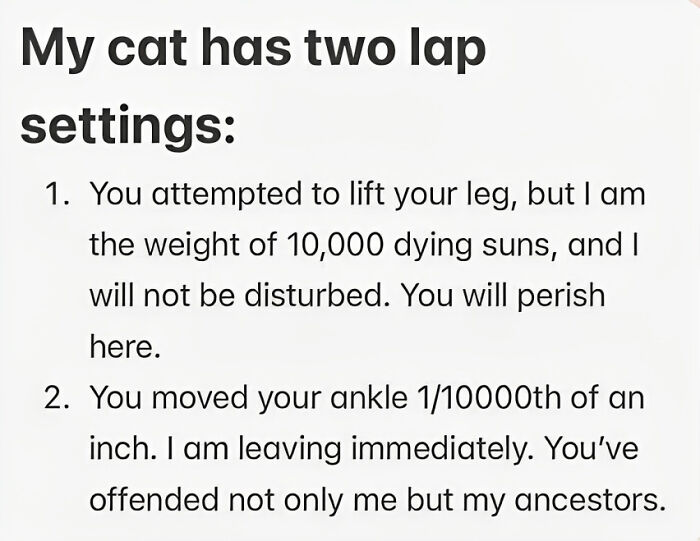 The-Odd-Cat-Sanctuary-Memes