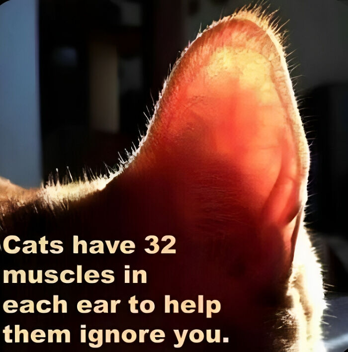 The-Odd-Cat-Sanctuary-Memes