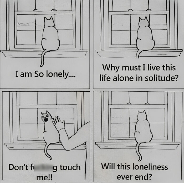 The-Odd-Cat-Sanctuary-Memes