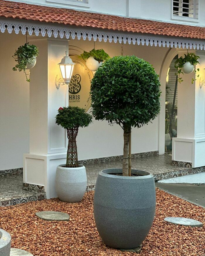 Large potted trees in a chic backyard setting with stylish decor and budget-friendly outdoor design ideas.