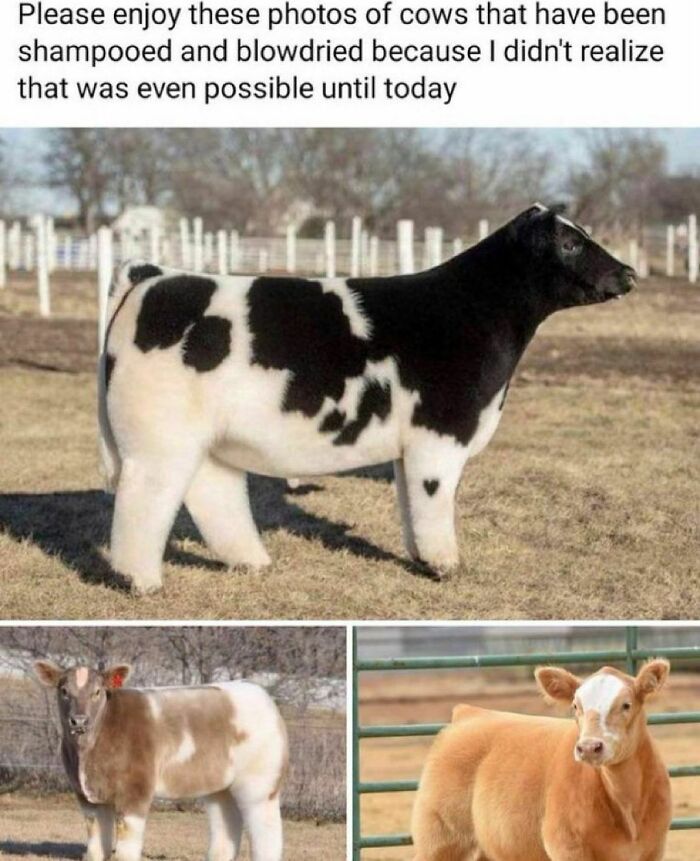 Animals-Doing-Things-Memes-Pics