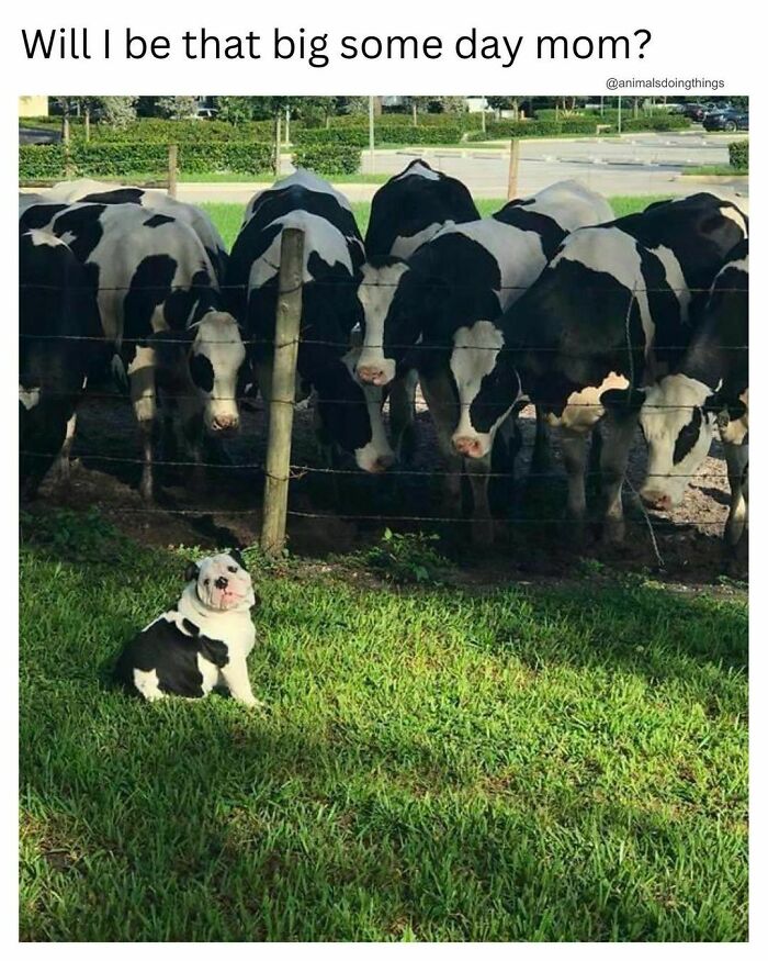 Animals-Doing-Things-Memes-Pics