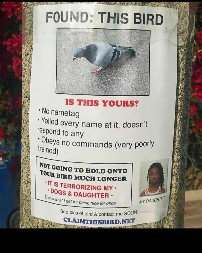 Animals-Doing-Things-Memes-Pics