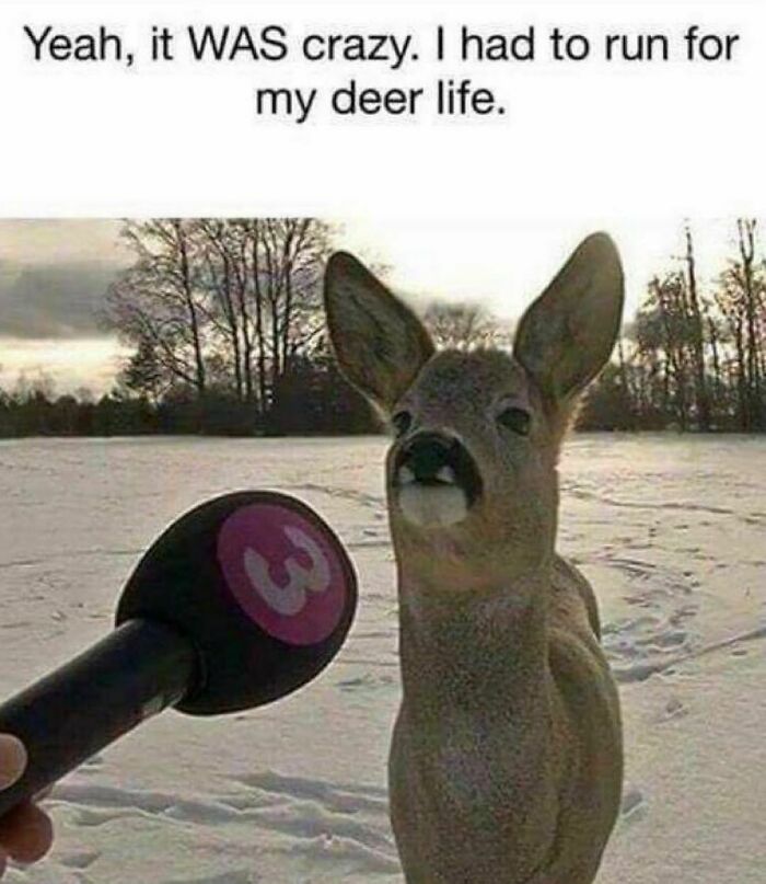 Animals-Doing-Things-Memes-Pics