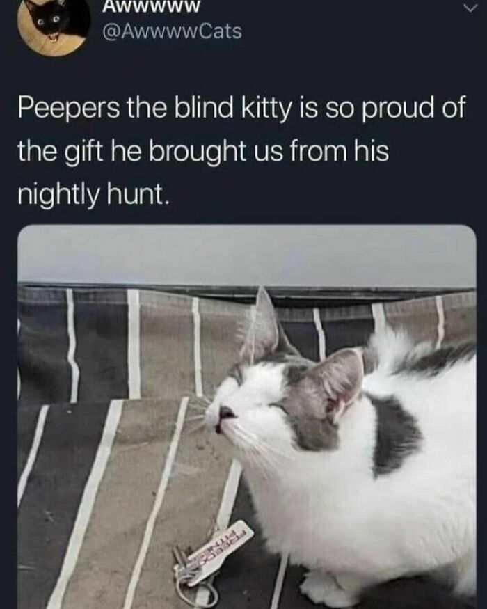 Animals-Doing-Things-Memes-Pics