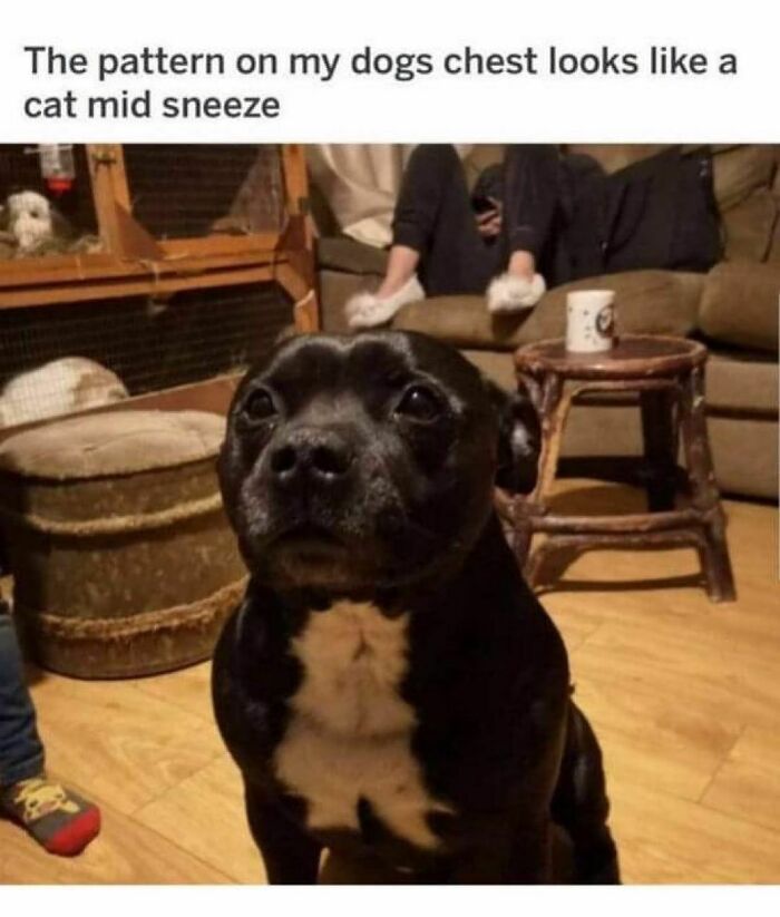 Animals-Doing-Things-Memes-Pics