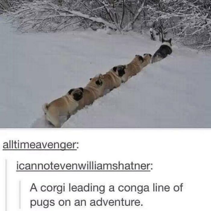 Animals-Doing-Things-Memes-Pics