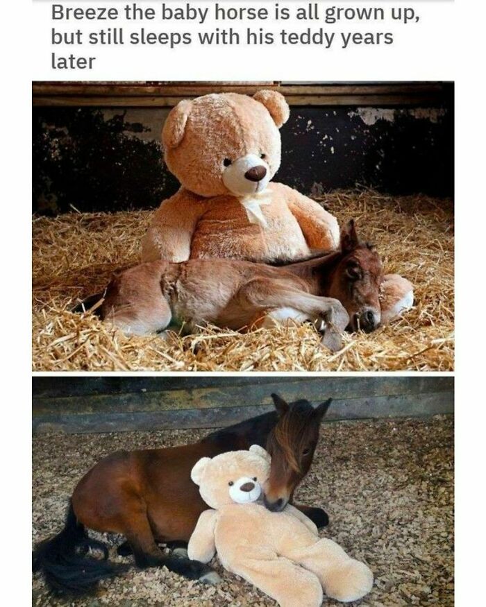 Animals-Doing-Things-Memes-Pics