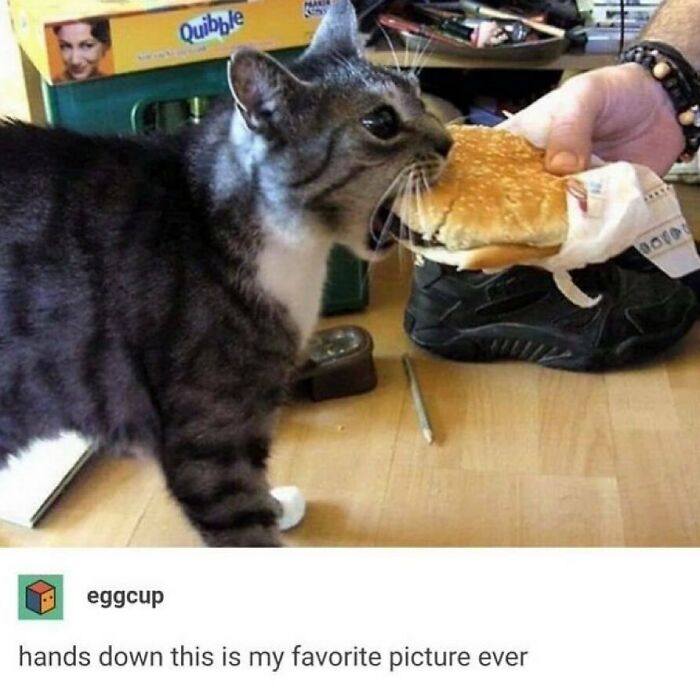 Animals-Doing-Things-Memes-Pics