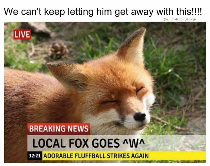 Animals-Doing-Things-Memes-Pics