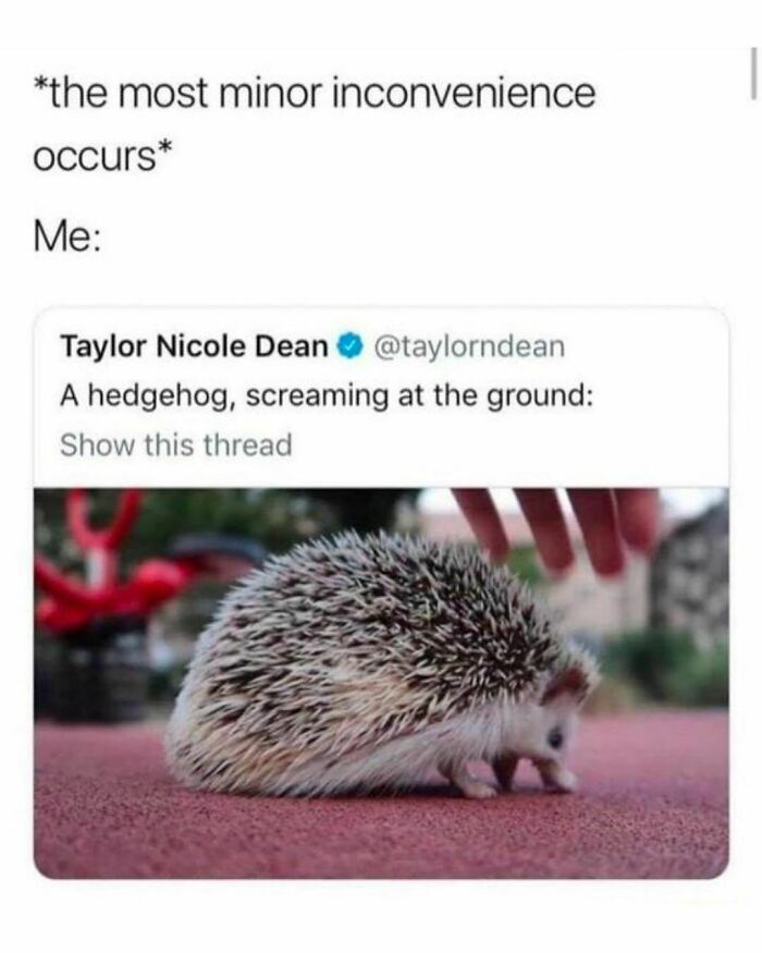 Animals-Doing-Things-Memes-Pics