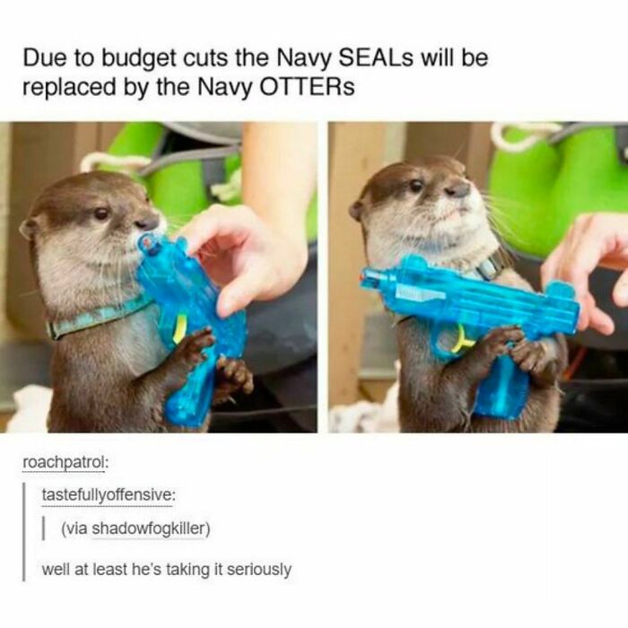 Animals-Doing-Things-Memes-Pics