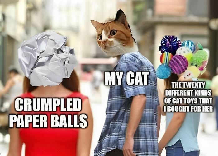 The-Odd-Cat-Sanctuary-Memes