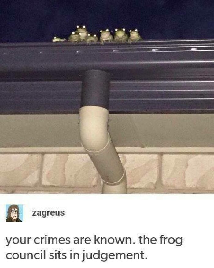 Animals-Doing-Things-Memes-Pics