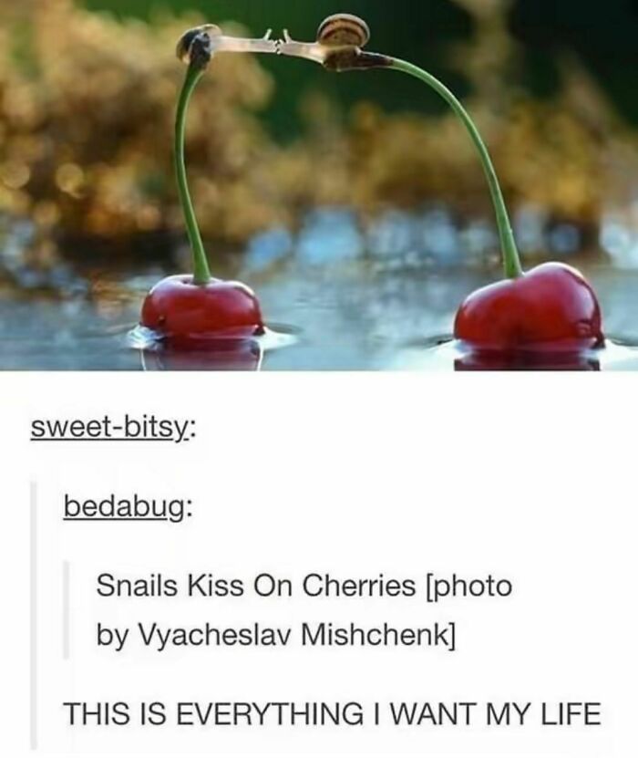 Animals-Doing-Things-Memes-Pics