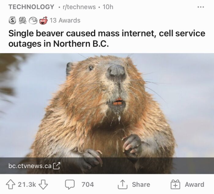 Animals-Doing-Things-Memes-Pics