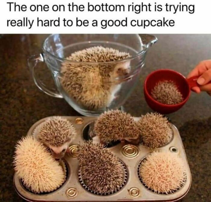 Animals-Doing-Things-Memes-Pics