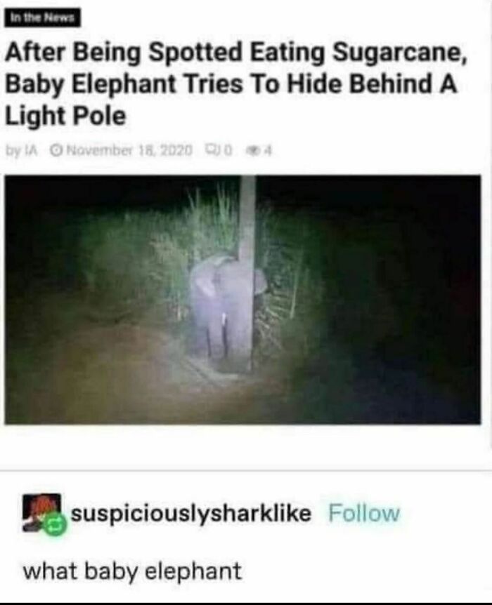 Animals-Doing-Things-Memes-Pics