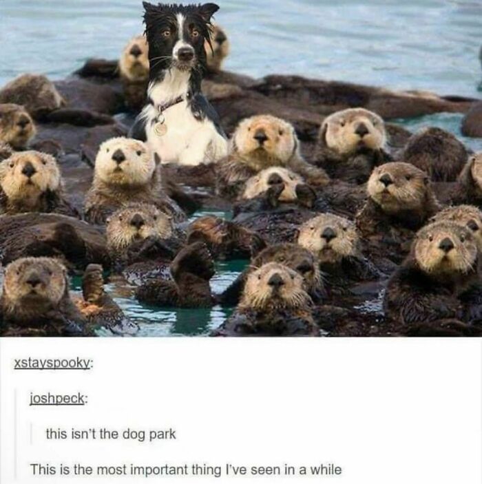 Animals-Doing-Things-Memes-Pics