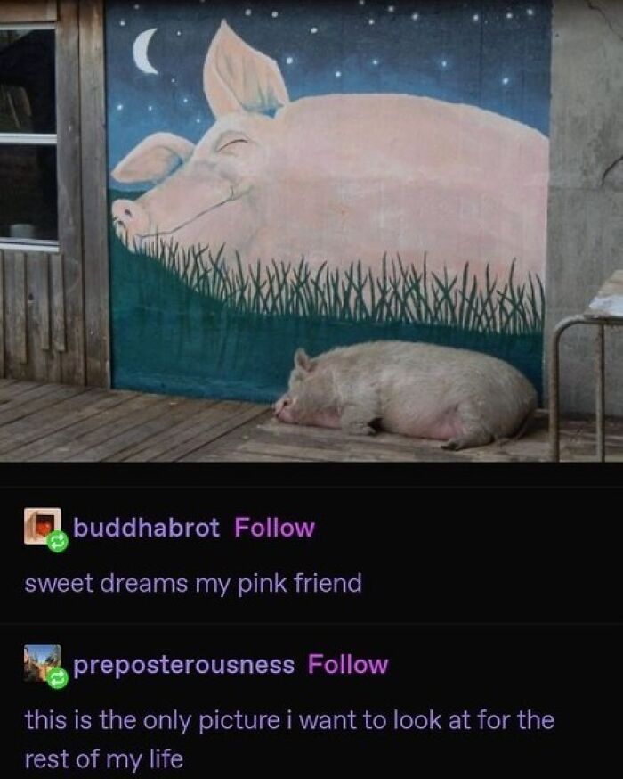 Animals-Doing-Things-Memes-Pics