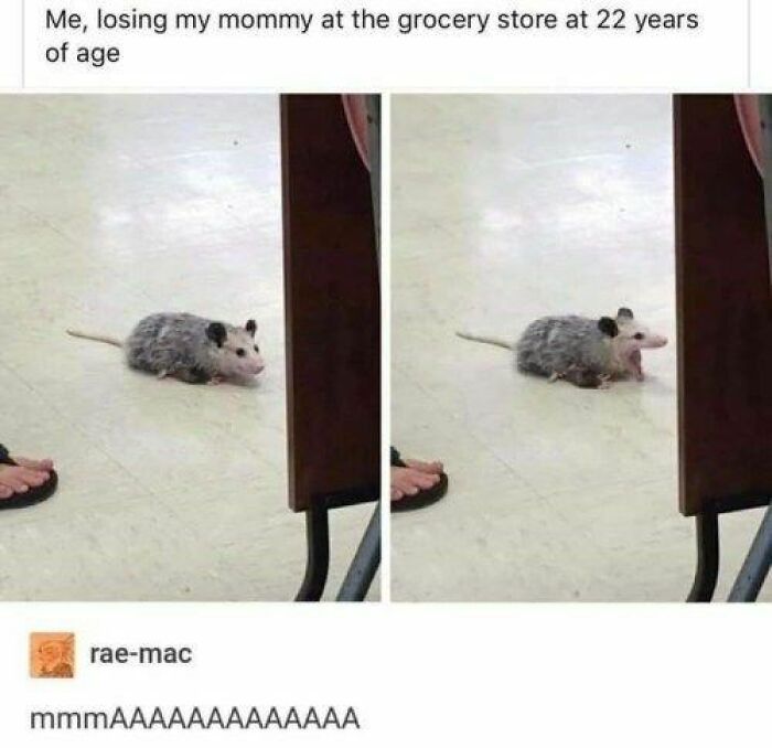 Animals-Doing-Things-Memes-Pics