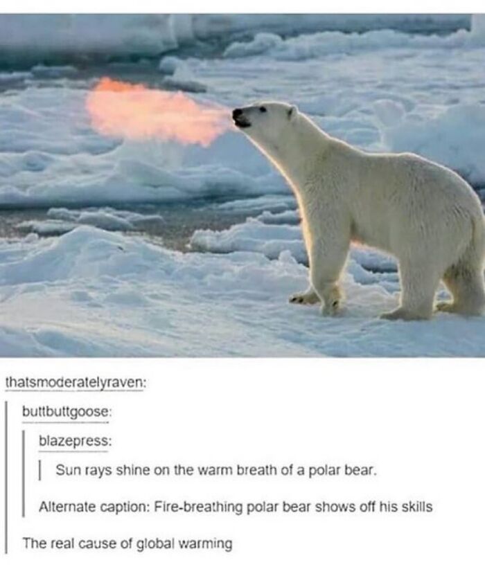 Animals-Doing-Things-Memes-Pics